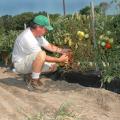 Mel Ellis picks some of his vine-ripe tomatoes.