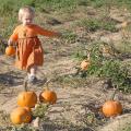 Lauren Beech, age 22 months, searches for the perfect jack-o'-lantern at the Circle Y Pumpkin Patch, near her home in Corinth. (Photo by Jim Lytle)