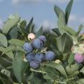 Mississippi blueberries, such as these near Richton, are experiencing strong yields in 2009. (Photo by Marco Nicovich)