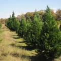 Mississippi growers will have a good crop of trees to sell this holiday season. Most choose-and-cut farms will open on Thanksgiving Day, and the rest will be open by the Saturday after Thanksgiving. (Photo by Kat Lawrence)