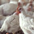 Poultry remains Mississippi's largest agricultural commodity, producing 10 percent of the nation's poultry supply. (File Photo)
