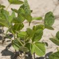 A warm March helped Mississippi growers get an early start planting the soybean crop. By late April, more than a fourth of the crop had emerged. (file photo)