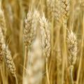 File photo of growing wheat