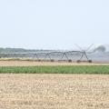 Recent high temperatures and a lack of rain have been harder on crops without irrigation than those with it. Many Mississippi farms are watered through pivot irrigation systems. (Photo by MSU Ag Communications/Marco Nicovich)