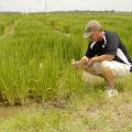 Paxton Fitts, research associate with the Mississippi Agricultural and Forestry Experiment Station, examines rice growing in a variety trial at Mississippi State University's Delta Research and Extension Center in Stoneville, Miss., on July 16, 2013. (Photo by MSU Ag Communications/Linda Breazeale)