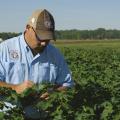 Darrin Dodds, cotton specialist with the Mississippi State University Extension Service, examines cotton in the field at the MSU R.R. Foil Plant Science Research Center in Starkville, Mississippi, on Aug. 26, 2014. (Photo by MSU Ag Communications/Kevin Hudson)