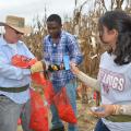 Jack Haynes, a biological science technician with the U.S. Department of Agriculture's Agricultural Research Service, left, works with Mississippi State University graduate students Felix Ogunola of Nigeria and Dafne Oliveira of Brazil as they collect corn samples from an aflatoxin test plot on Sept. 12, 2014, at the Rodney Foil Plant Science Research Center near Starkville, Mississippi. (Photo by MSU Ag Communications/Linda Breazeale)