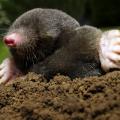 Moles spend 90 percent of their lives underground. They are known for their hairless snouts and large, paddle-like claws. (Photo by iStockphoto)