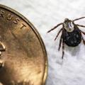 American dog ticks, such as this adult female, are one of 19 species of the disease-carrying parasite found in Mississippi. (Photo courtesy of Marina Denny)