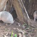 Armadillos dig up gardens in search of insects to eat but do not typically consume garden plants. (File photo by MSU Extension Service/Linda Breazeale)