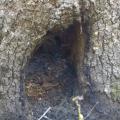 Bats roosting in the cavity of large tree.