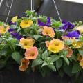 Supertunia Royal Velvet combines perfectly with Supertunia Honey for a beautiful hanging basket. (Photo by MSU Extension/Gary Bachman)