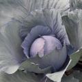 A head of cabbage grows in the center of a gorgeous red cabbage plant.