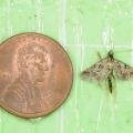  A tiny brown moth sits beside a penny for scale.