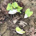 Cotton with sprouting plants lies on muddy ground.