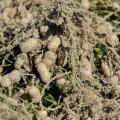 A clump of light-tan peanuts hang on their freshly dug roots just above ground.