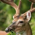 deer with velvet antlers chewing leaf