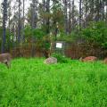 Four deer graze in tall, lush clover with thinned pines in the background.