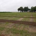 Rows of young rice plants sticking several inches above ground.