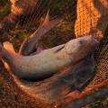 Two catfish with black spots and pink tails in a net.