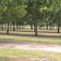 A pecan tree orchard with an irrigation system.