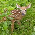 Surrounded by green leaves and grasses, a baby deer with spots looks toward the camera.