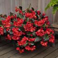 Large clusters of red flowers rise above bronze-colored leaves in a pot placed on a wooden deck with a wooden fence behind.