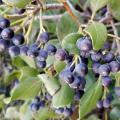 Dozens of dark blue-black berries hang from stems amid green leaves.