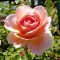 A single rose in peach tones blooms against a blurry green background.