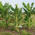 Five tall, bright-green banana plants with large leaves stand prominently in a flower bed.