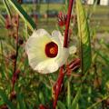 A white flower with a red center blooms among green leaves on red stems.