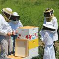 A beekeeper teaching three young people about keeping bees while looking at bee hives. 