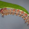 A gray caterpillar covered in tiny brown spines hangs upside down on a green leaf.