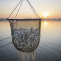 A basket of catfish hovers above a pond and against a sunset background.