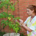 A woman handles a tomato plant growing in a wire frame.