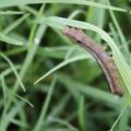 A brown caterpillar hangs upside down on a curving blade of grass.