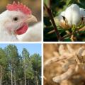 Four panels display a chicken, a cotton boll, a timber stand and a dried soybean plant.
