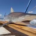 A gray shark with a white undercarriage and face sits atop a board on a boat.