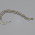 Image shows a transparent, worm-like creature.