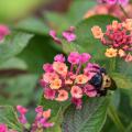 A bumblebee climbs on a single, pink-and-orange cluster of blooms.