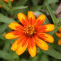 A single, orange bloom is open against a background of green.