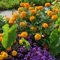 Round, orange blooms cover a plant in a landscape bed with purple blooms and large, green foliage.