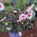 A plant with dark, almost purple leaves has large, pink blooms with red centers.