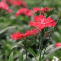 An individual red bloom is in focus in front of other, scattered red blooms.