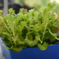 Small, leafy greens grow in a blue container.