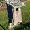 Ruffled edges of lichen cover the top of a wooden birdhouse.