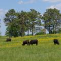 A field with four black cows.