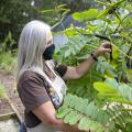 A woman reaches for a seed pod on a small tree.