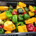 A basket holds an assortment of red, yellow and green peppers.