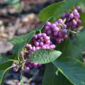 Clumps of purple berries line a green branch.